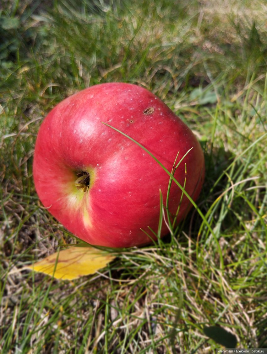 🍁🌼🍂Сентябрьский день🍂🌼🍁 — Куклы Antonio Juan (Антонио Хуан): реалистичные пупсы