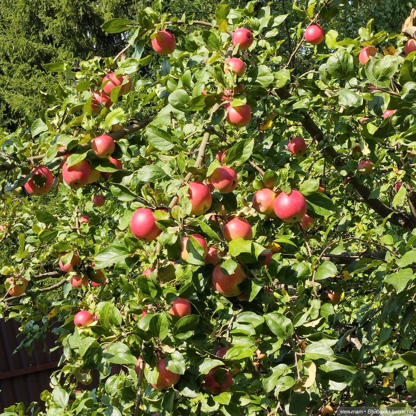 🍁🌼🍂Сентябрьский день🍂🌼🍁 — Куклы Antonio Juan (Антонио Хуан): реалистичные пупсы