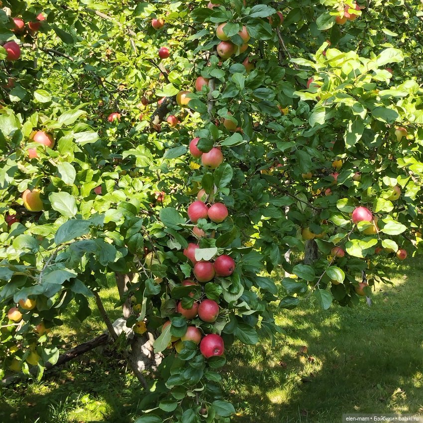 🍁🌼🍂Сентябрьский день🍂🌼🍁 — Куклы Antonio Juan (Антонио Хуан): реалистичные пупсы