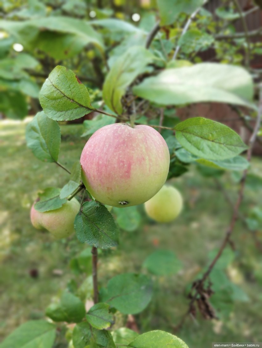 🍁🌼🍂Сентябрьский день🍂🌼🍁 — Куклы Antonio Juan (Антонио Хуан): реалистичные пупсы