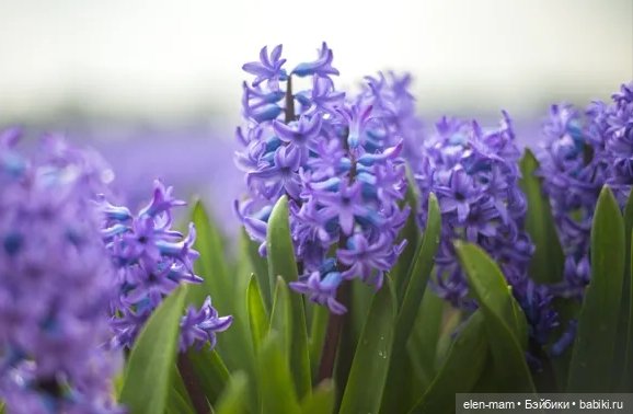 Сиреневый гиацинт