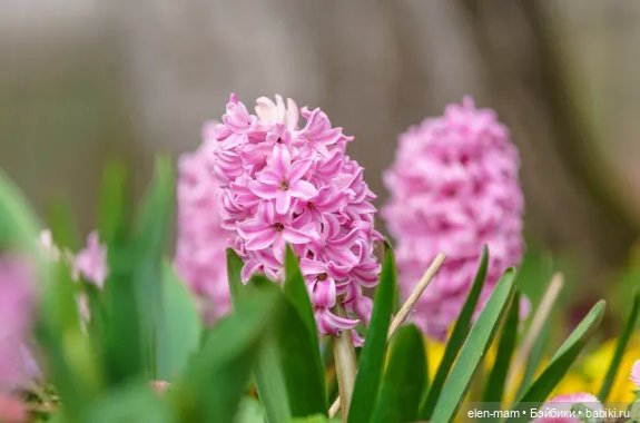 Розовый гиацинт