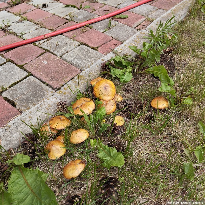 Лесная сказка 🌲🍄🌲🍄🌲 | Бэйбики Лесная сказка 🌲🍄🌲🍄🌲 — Куклы Effanbee (Эффанби): Patsy (Патси)