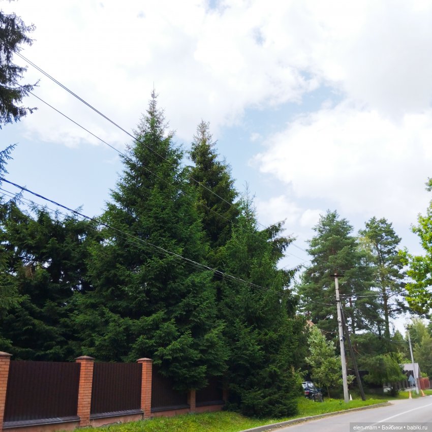 А я иду, шагаю по посёлку✌️😁🌲🌳🌲 (фото 10)