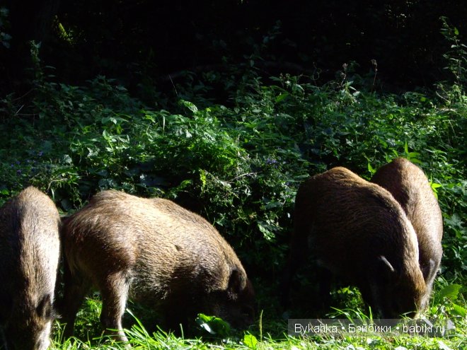 Куршская коса — Туризм и путешествия: фотоотчеты из поездок