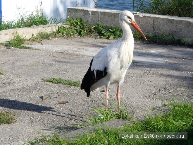 Куршская коса — Туризм и путешествия: фотоотчеты из поездок