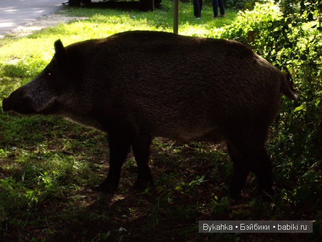 Куршская коса — Туризм и путешествия: фотоотчеты из поездок