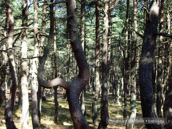 Куршская коса — Туризм и путешествия: фотоотчеты из поездок