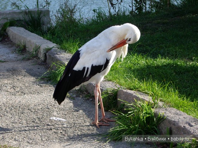 Куршская коса — Туризм и путешествия: фотоотчеты из поездок (фото 4)