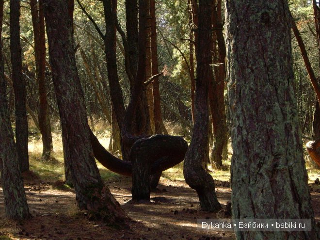 Куршская коса — Туризм и путешествия: фотоотчеты из поездок