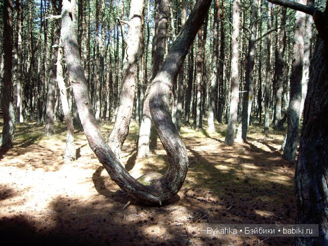 Куршская коса — Туризм и путешествия: фотоотчеты из поездок