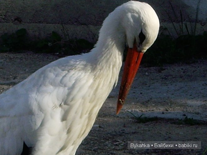 Куршская коса — Туризм и путешествия: фотоотчеты из поездок (фото 3)