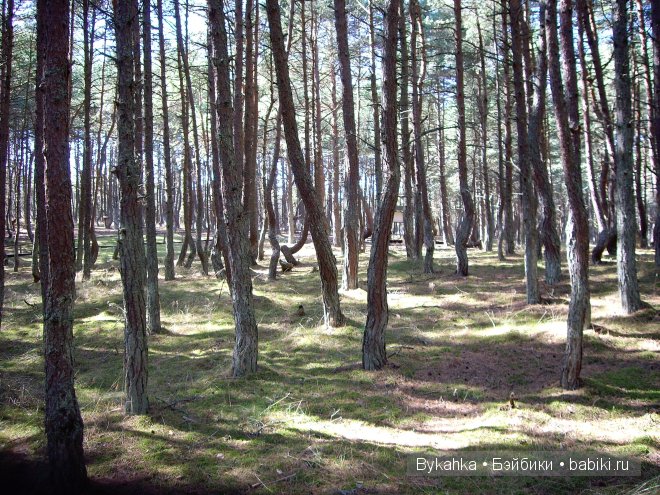 Куршская коса — Туризм и путешествия: фотоотчеты из поездок (фото 7)