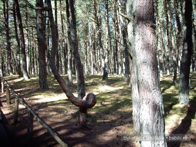 Куршская коса — Туризм и путешествия: фотоотчеты из поездок (фото 8)