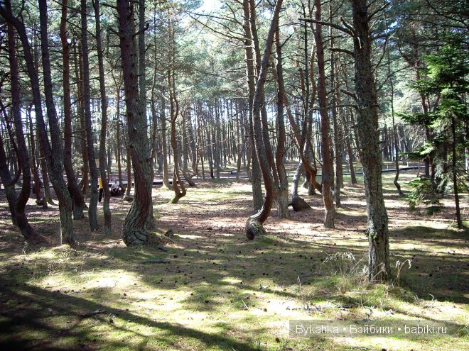 Куршская коса — Туризм и путешествия: фотоотчеты из поездок (фото 10)