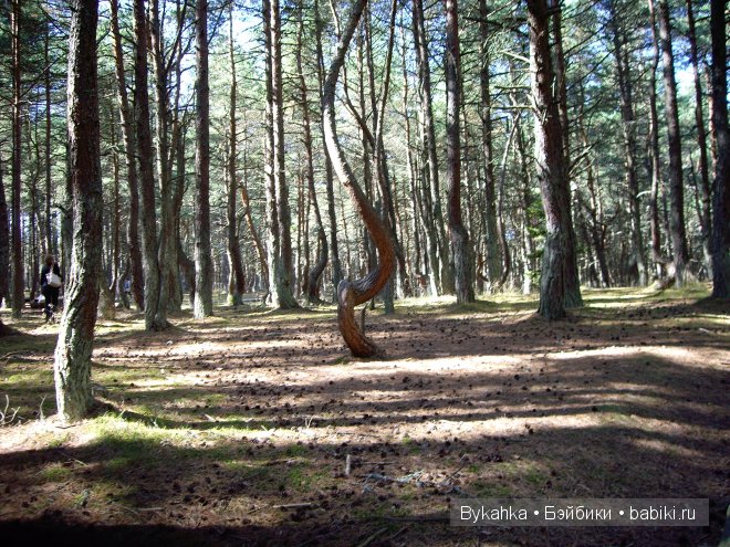 Куршская коса — Туризм и путешествия: фотоотчеты из поездок (фото 9)
