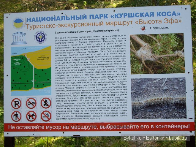 Куршская коса — Туризм и путешествия: фотоотчеты из поездок