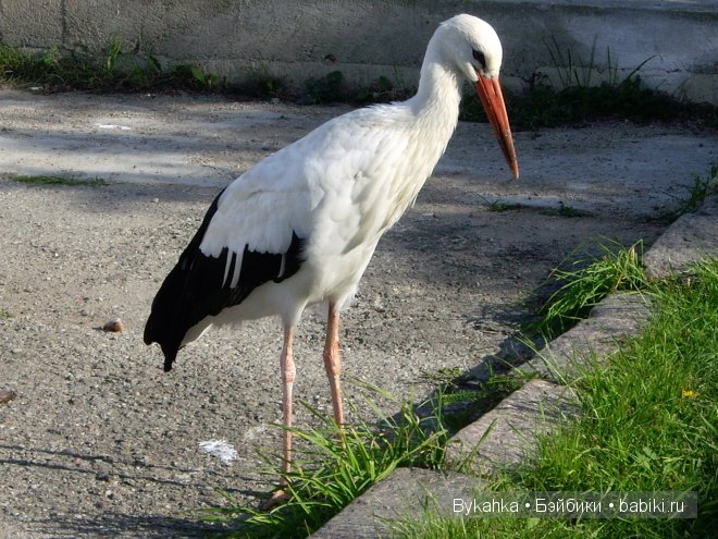 Куршская коса — Туризм и путешествия: фотоотчеты из поездок (фото 2)