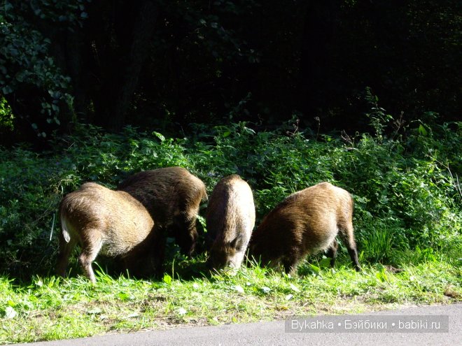 Куршская коса — Туризм и путешествия: фотоотчеты из поездок