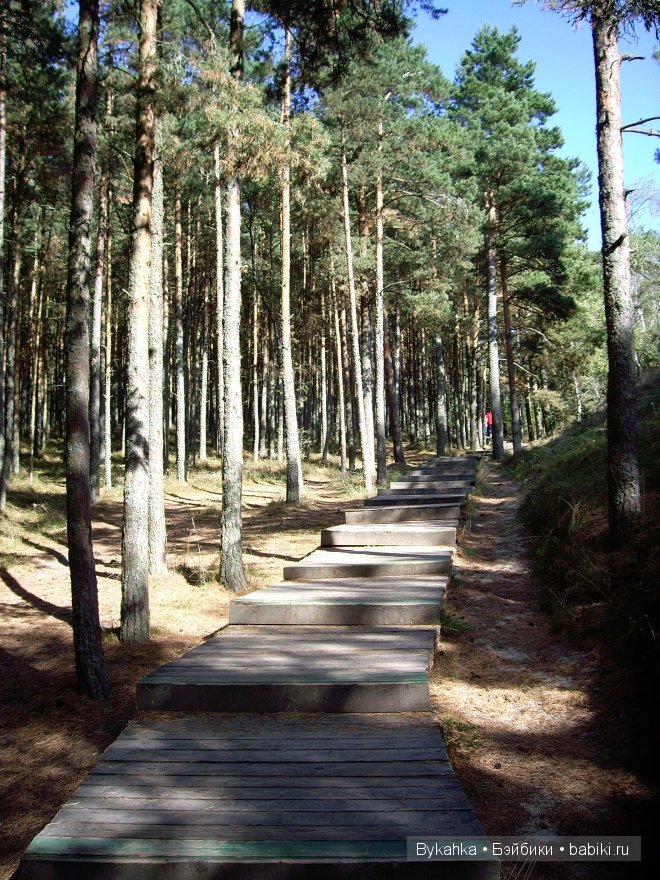 Куршская коса — Туризм и путешествия: фотоотчеты из поездок