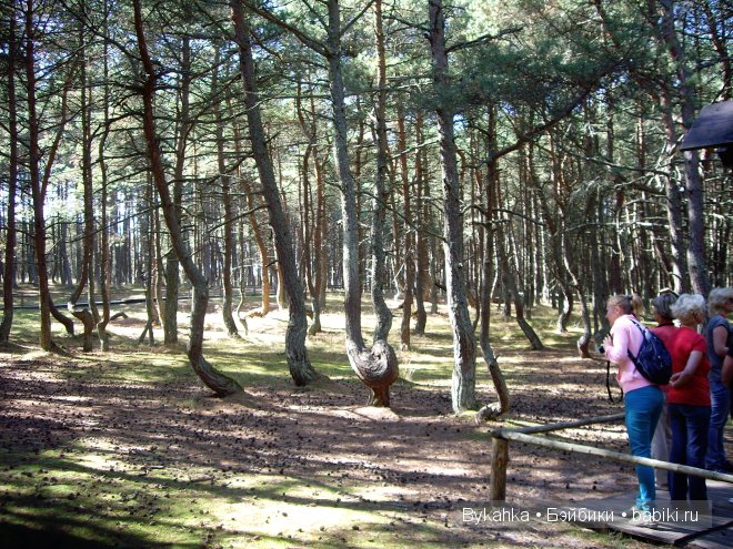 Куршская коса — Туризм и путешествия: фотоотчеты из поездок