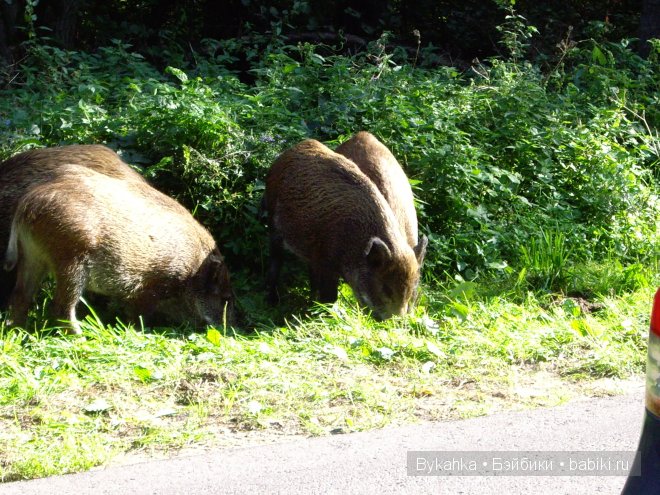 Куршская коса — Туризм и путешествия: фотоотчеты из поездок