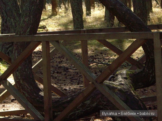 Куршская коса — Туризм и путешествия: фотоотчеты из поездок