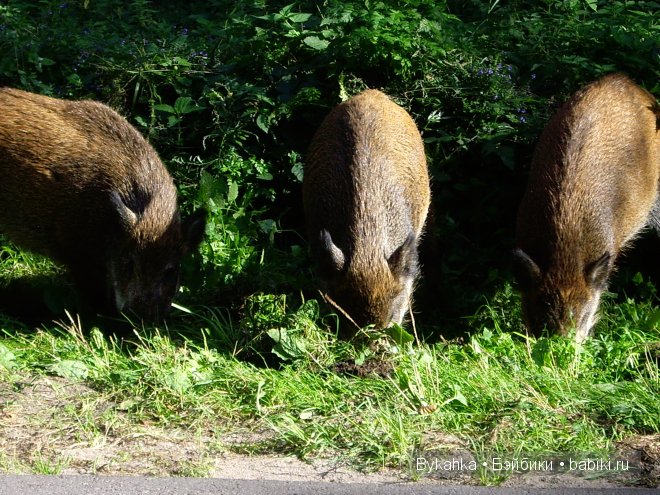 Куршская коса — Туризм и путешествия: фотоотчеты из поездок