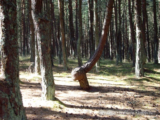 Куршская коса — Туризм и путешествия: фотоотчеты из поездок