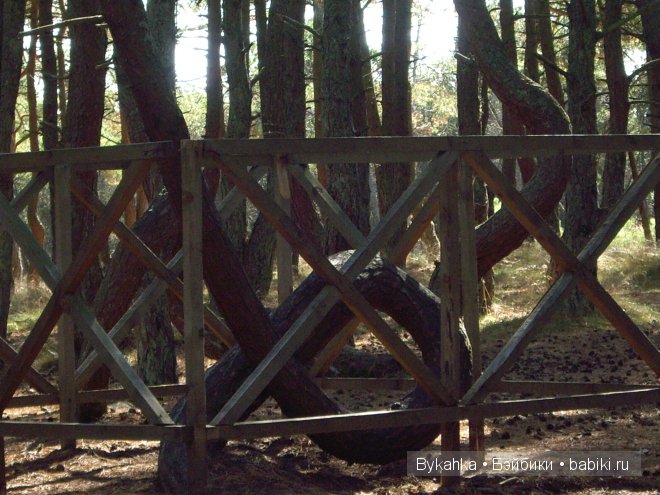 Куршская коса — Туризм и путешествия: фотоотчеты из поездок