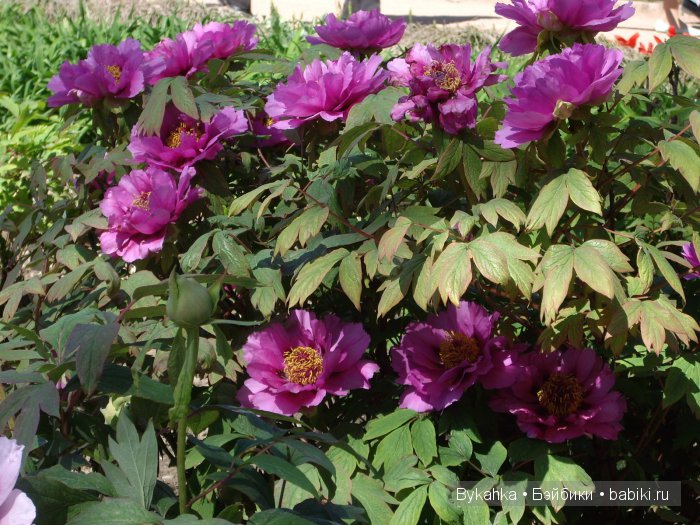 Сказка с названием " Крым". Часть 2 (фото 3)