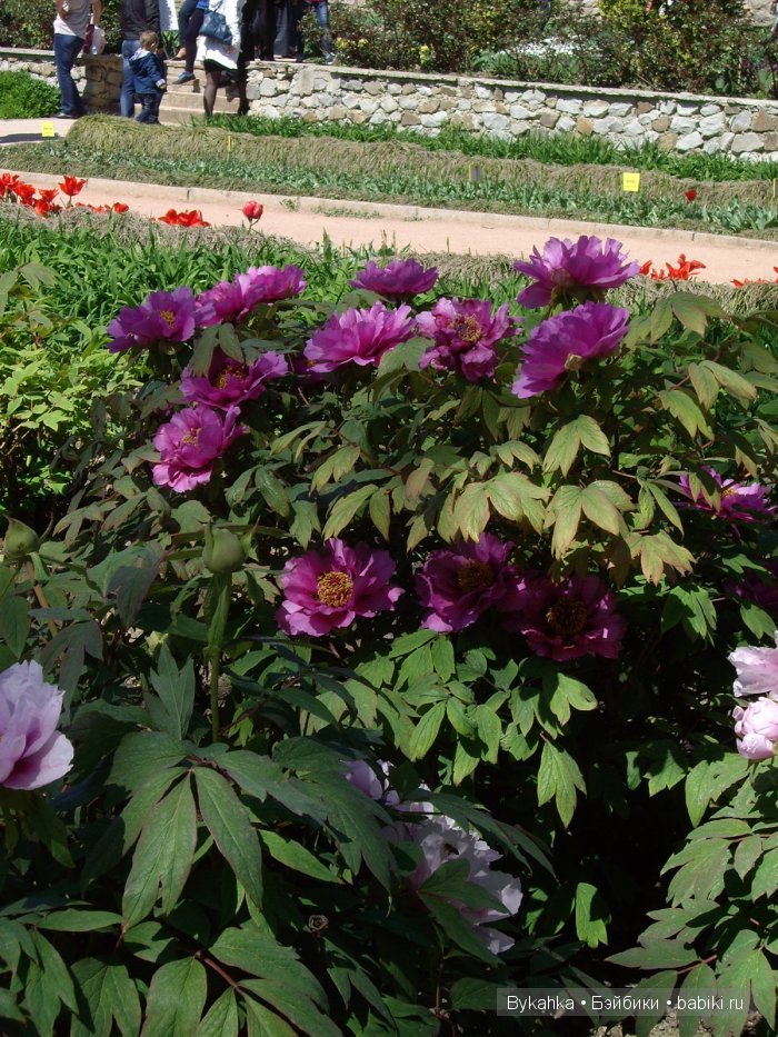 Сказка с названием " Крым". Часть 2 (фото 2)