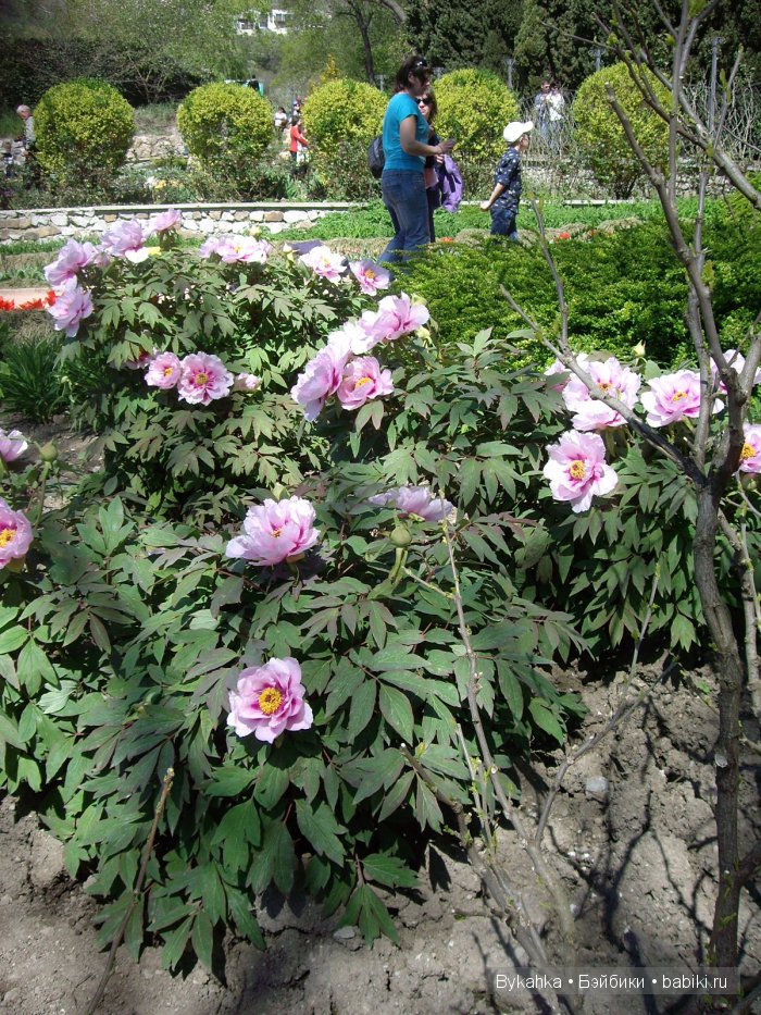 Сказка с названием " Крым". Часть 2