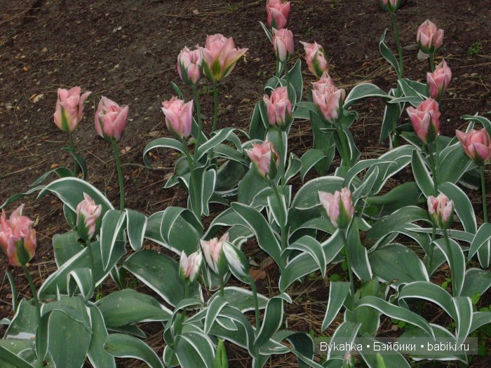 Сказка с названием " Крым". Часть 3