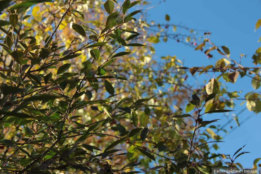 Есть в осени первоначальной (фото 2)