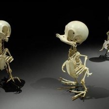 Скелеты мультяшек от корейского скульптора Hyungkoo Lee
