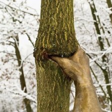 Необычная скульптура от Джузеппе Пеноне, которая меняется со временем