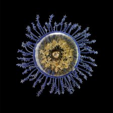 Изысканные стеклянные изделия Леопольда и Рудольфа Блашка (Leopold, Rudolf Blaschka)