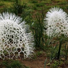 Cкульптуры органических существ от автора Суй Пак (Sui Park)