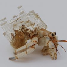 Стеклянное искусство японской художницы Аки Иномата (Aki Inomata)