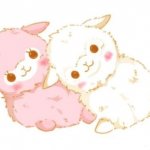 Японские альпаки Alpacasso (Amuse).