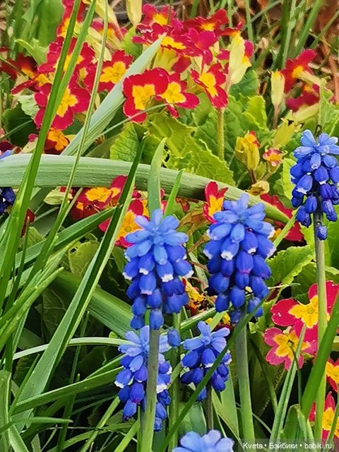 Лелети в весеннем саду — Куклы Annette Himstedt (Аннетт Химстедт): коллекционные (фото 8)