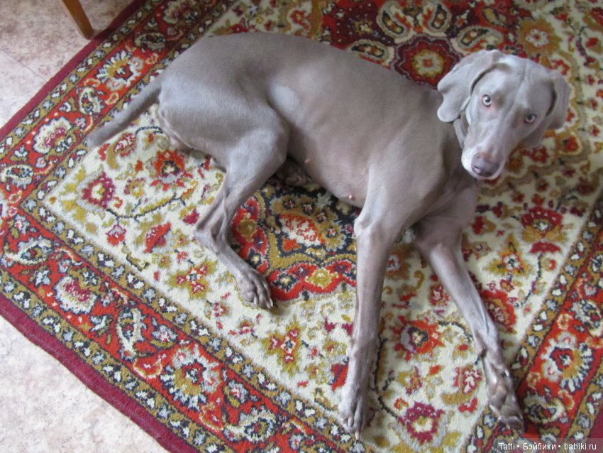 Кролина- Серебряный туман