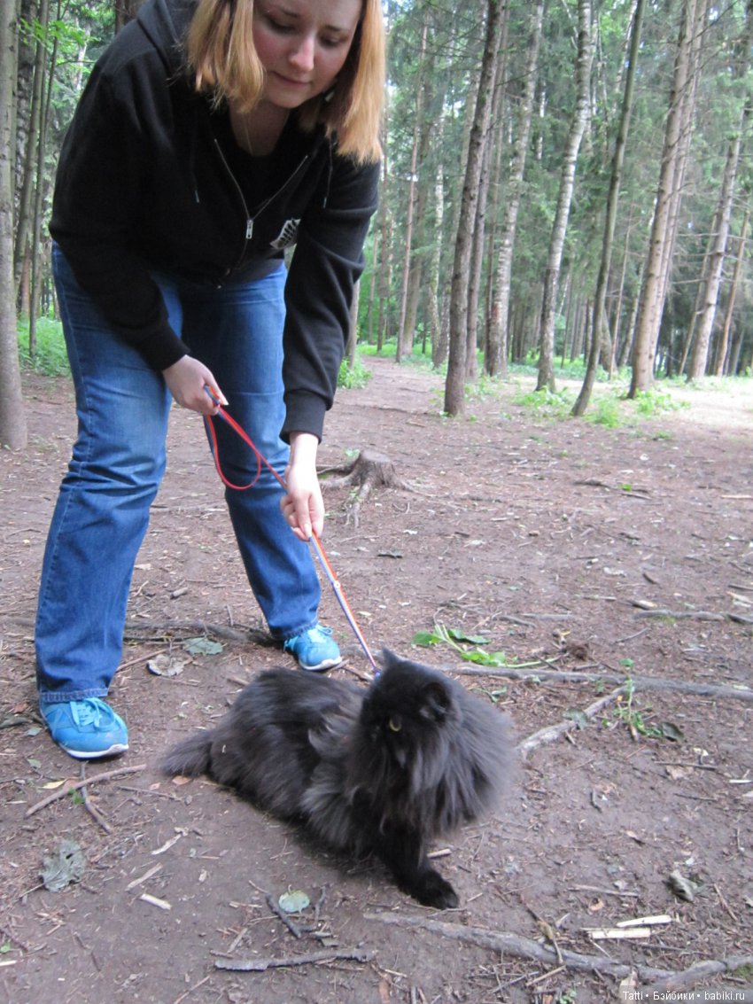 Кузя на прогулке