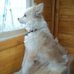 Кого же Ника встретила в саду? Или исполнение желания, еще одного.  Куколка Миношечка.