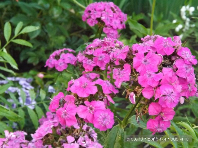 Шоколадка Ния на даче — Испанские куклы (разное): Vestida de Azul