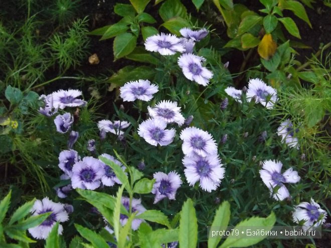 Шоколадка Ния на даче — Испанские куклы (разное): Vestida de Azul