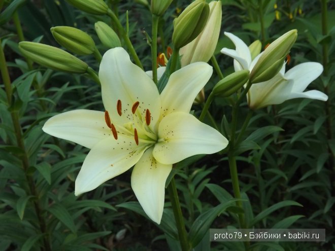 Шоколадка Ния на даче — Испанские куклы (разное): Vestida de Azul