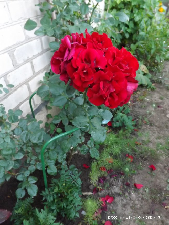 Шоколадка Ния на даче — Испанские куклы (разное): Vestida de Azul