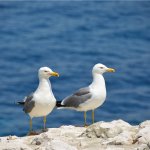 Ницца, Марсель, море и горы.